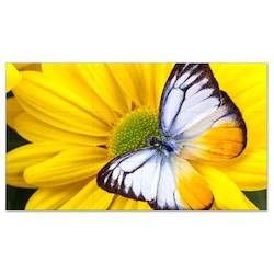 Sharp Electronics Corporation UN552S-TMX9P | Digital Signage Video Wall Bundle, 3x3, LED Direct-Lit Backlight, 165 Watt, 55" S-IPS Panel