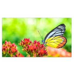 Sharp Electronics Corporation UN552VS-TMX4P | Digital Signage Video Wall Bundle, 2x2, LED Direct-Lit Backlight, 165 Watt, 55" S-IPS Panel